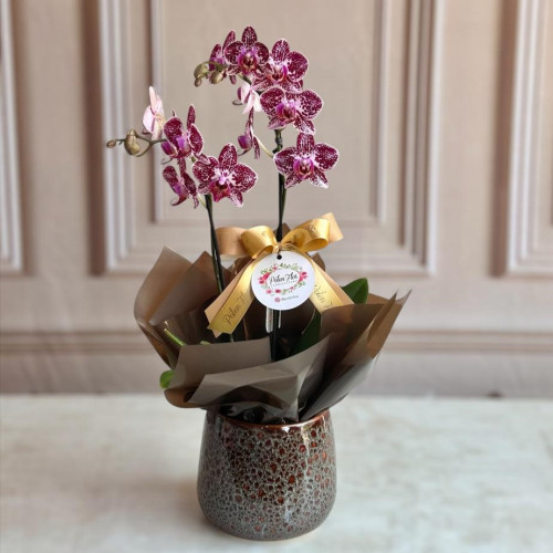 Mini Orquídea